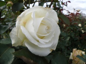 ICE CREAM (hybrid tea)